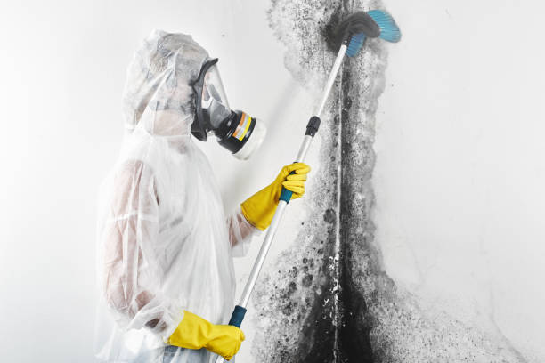 Best Comprehensive Air Testing for Mold Contaminants  in Pinedale, WY